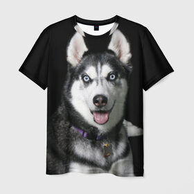 Мужская футболка 3D Аляскинский кли кай: в Ухте, 100% полиэфир | прямой крой, круглый вырез горловины, длина до линии бедер | аляскинский кли кай | животное | порода | собака