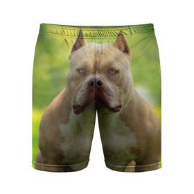 Мужские шорты 3D спортивные Американский булли: в Ухте,  |  | американский булли | животное | порода | собака