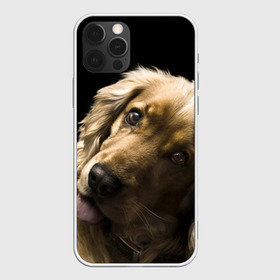 Чехол для iPhone 12 Pro Max с принтом Английский кокер-спаниель в Ухте, Силикон |  | Тематика изображения на принте: английский кокер спаниель | животно | порода | собака