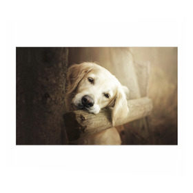 Бумага для упаковки 3D Золотистый ретривер: в Ухте, пластик и полированная сталь | круглая форма, металлическое крепление в виде кольца | животное | золотистый ретривер | порода | собака