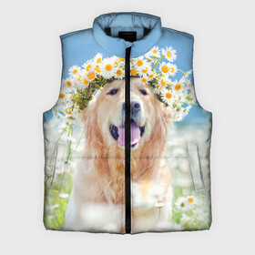 Мужской жилет утепленный 3D Золотистый ретривер: в Ухте,  |  | животное | золотистый ретривер | порода | собака