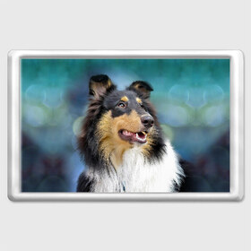 Магнит 45*70 с принтом Колли в Ухте, Пластик | Размер: 78*52 мм; Размер печати: 70*45 | животное | колли | порода | собака