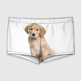 Мужские купальные плавки 3D Золотистый ретривер: в Ухте, Полиэстер 85%, Спандекс 15% |  | животное | золотистый ретривер | порода | собака