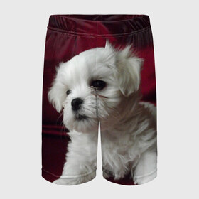 Детские спортивные шорты 3D Мальтийская болонка: в Ухте,  100% полиэстер
 | пояс оформлен широкой мягкой резинкой, ткань тянется
 | животное | мальтийская болонка | порода | собака