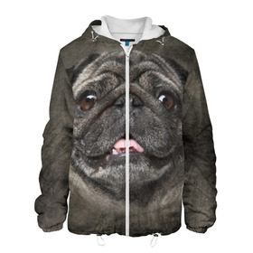 Мужская куртка 3D с принтом Мопс в Ухте, ткань верха — 100% полиэстер, подклад — флис | прямой крой, подол и капюшон оформлены резинкой с фиксаторами, два кармана без застежек по бокам, один большой потайной карман на груди. Карман на груди застегивается на липучку | животное | мопс | порода | собака