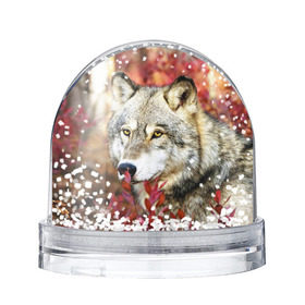 Водяной шар с принтом Волк в Ухте, Пластик | Изображение внутри шара печатается на глянцевой фотобумаге с двух сторон | волк | хищник