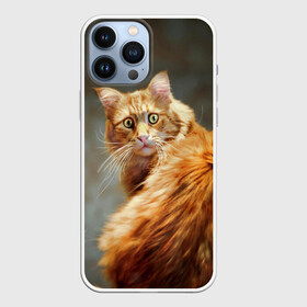 Чехол для iPhone 13 Pro Max с принтом Рыжий в Ухте,  |  | Тематика изображения на принте: cat | кот | кошка | рыжий