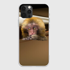 Чехол для iPhone 12 Pro с принтом Мартышка в Ухте, силикон | область печати: задняя сторона чехла, без боковых панелей | голова животного | мартышка | обезьяна | прикольные картинки