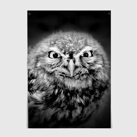 Постер Сова: в Ухте, 100% бумага
 | бумага, плотность 150 мг. Матовая, но за счет высокого коэффициента гладкости имеет небольшой блеск и дает на свету блики, но в отличии от глянцевой бумаги не покрыта лаком | beak | bird | eyes | fear | hypnosis | look | night | owl | predator | взгляд | гипноз | глаза | клюв | ночь | птица | сова | хищник