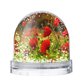 Снежный шар с принтом Маки в Ухте, Пластик | Изображение внутри шара печатается на глянцевой фотобумаге с двух сторон | field | flowers | meadow | nature | poppies | poppy | red | summer | wild | красные | лето | луг | мак | маки | поле | полевые | природа | цветы