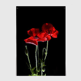 Постер с принтом Маки в Ухте, 100% бумага
 | бумага, плотность 150 мг. Матовая, но за счет высокого коэффициента гладкости имеет небольшой блеск и дает на свету блики, но в отличии от глянцевой бумаги не покрыта лаком | background | black | flowers | poppies | poppy | red | wild | красные | мак | маки | полевые | фон | цветы | черный