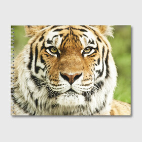 Альбом для рисования с принтом Амурский тигр в Ухте, 100% бумага
 | матовая бумага, плотность 200 мг. | амурский | дикая кошка | добыча | животное | зверь | клыки | когти | мясо | тигр | уссурийский | хищник