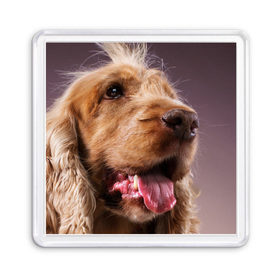 Магнит 55*55 Спаниель: в Ухте, Пластик | Размер: 65*65 мм; Размер печати: 55*55 мм |