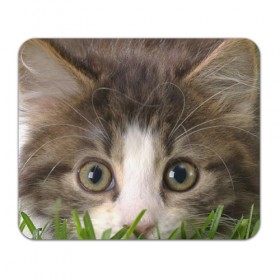 Коврик прямоугольный с принтом Кот в Ухте, натуральный каучук | размер 230 х 185 мм; запечатка лицевой стороны | 