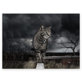 Поздравительная открытка с принтом Кот в Ухте, 100% бумага | плотность бумаги 280 г/м2, матовая, на обратной стороне линовка и место для марки
 | кот | котенок | кошка