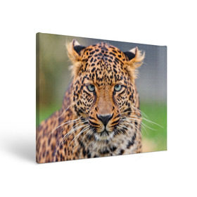 Холст прямоугольный с принтом Леопард в Ухте, 100% ПВХ |  | animal | leopard | look | predator | spotted | wild | взгляд | дикий | животное | леопард | пятнистый | хищник