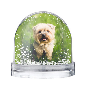 Водяной шар Йорк: в Ухте, Пластик | Изображение внутри шара печатается на глянцевой фотобумаге с двух сторон | животные | йорк | йоркшиский терьер | собака