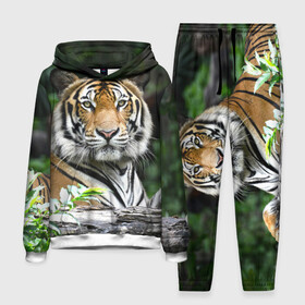 Мужской костюм 3D (с толстовкой) с принтом Тигр в джунглях в Ухте,  |  | Тематика изображения на принте: амурский | животные | зверь | киса | кот | котенок | кошка | тигр | хищник