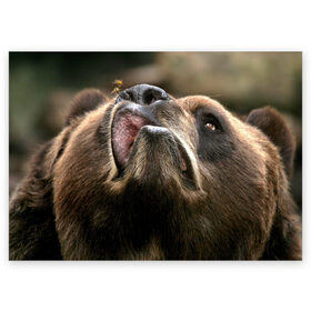 Поздравительная открытка с принтом Медведь и пчела в Ухте, 100% бумага | плотность бумаги 280 г/м2, матовая, на обратной стороне линовка и место для марки
 |   | гризли | губы | животное | зверь | косолапый | медведь | мишка | мишутка | насекомое | пчела | трутовка | хищник