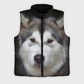 Мужской жилет утепленный 3D с принтом Хаски в Ухте,  |  | волк | маламут | собака | хаски | щенок