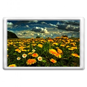 Магнит 45*70 Одуванчики: в Ухте, Пластик | Размер: 78*52 мм; Размер печати: 70*45 | пейзаж | поле | цветы