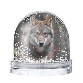 Снежный шар Волк - санитар леса: в Ухте, Пластик | Изображение внутри шара печатается на глянцевой фотобумаге с двух сторон | серый