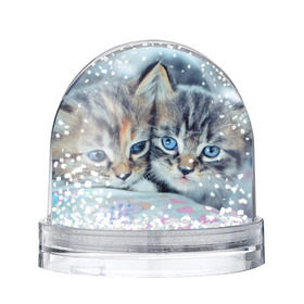 Снежный шар с принтом Котята в Ухте, Пластик | Изображение внутри шара печатается на глянцевой фотобумаге с двух сторон | грустный | добрый | животное | киса | киска кися | кот | котенок | котэ | кошка | красивый | лапа | лапка | ласковый | милый | моська | мурлыка | прикольный | смешной | унылый | усатый | шерсть