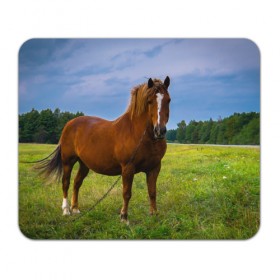 Коврик прямоугольный Конь: в Ухте, натуральный каучук | размер 230 х 185 мм; запечатка лицевой стороны | вожжи | голоп | грация | езда | есаул | жеребец | животное | кобыла | кобылица | конь | копыта | копыто | лошадь | пегас | пони | рысак | сбруя | скакун | скачет | скачка | стойло | троя