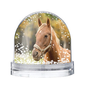 Снежный шар Лошадь: в Ухте, Пластик | Изображение внутри шара печатается на глянцевой фотобумаге с двух сторон | вожжи | голоп | грация | езда | есаул | жеребец | животное | кобыла | кобылица | конь | копыта | копыто | лошадь | пегас | пони | рысак | сбруя | скакун | скачет | скачка | стойло | троя
