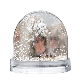 Снежный шар Обезьянка и зима: в Ухте, Пластик | Изображение внутри шара печатается на глянцевой фотобумаге с двух сторон | бабуин | гамадрил | гиббон | горилла | гуманоид | дарвин | животное | зоопарк | кинг конг | мартышка | маугли | обезьяна | орангутанг | предок | примат | рожа | хомо сапиенс | шимпанзе