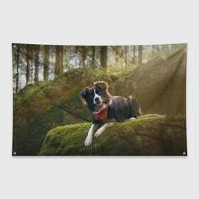 Флаг-баннер с принтом Лес в Ухте, 100% полиэстер | размер 67 х 109 см, плотность ткани — 95 г/м2; по краям флага есть четыре люверса для крепления | dog | бордер колли | пес | собака