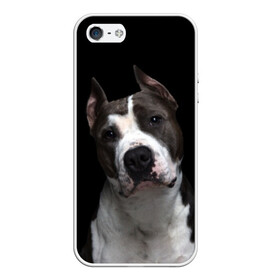 Чехол для iPhone 5/5S матовый Американский питбуль: в Ухте, Силикон | Область печати: задняя сторона чехла, без боковых панелей | animal | black | breed | bull | dog | ears | eyes | fight | fighting | image | muzzle | nose | pit bull | portrait | terrier | white | белый | боевой | бойцовая | бугай | глаза | животное | изображение | нос | пес | питбуль | порода | портрет | пс