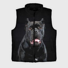 Мужской жилет утепленный 3D с принтом Черный кан  корсо в Ухте,  |  | animal | background | beast | black | breed | can   corso | cool | cute | dog | ears | fangs | jaw | look | muzzle | portrait | tongue | wool | взгляд | животное | зверь | кан   корсо | клыки | милый | пёс | порода | портрет | прикольно | псина | 
