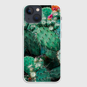 Чехол для iPhone 13 mini с принтом кактусы с цветами реализм в Ухте,  |  | Тематика изображения на принте: бутоны | иголки | кактус | кактусы | комнатные растения | лето | реализм | суккуленты | тропики | узор | цветки | цветы | экзотика