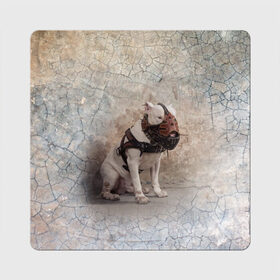 Магнит виниловый Квадрат с принтом Бойцовый бультерьер в Ухте, полимерный материал с магнитным слоем | размер 9*9 см, закругленные углы | Тематика изображения на принте: bull terrier | dog | ears | eyes | muzzle | paws | plaster | texture | wall | бультерьер | глаза | лапы | намордник | пёс | собака | стена | текстура | уши | штукатурка