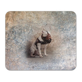 Коврик для мышки прямоугольный с принтом Бойцовый бультерьер в Ухте, натуральный каучук | размер 230 х 185 мм; запечатка лицевой стороны | Тематика изображения на принте: bull terrier | dog | ears | eyes | muzzle | paws | plaster | texture | wall | бультерьер | глаза | лапы | намордник | пёс | собака | стена | текстура | уши | штукатурка