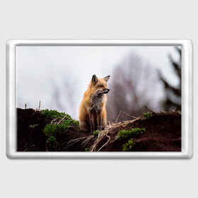 Магнит 45*70 Лиса: в Ухте, Пластик | Размер: 78*52 мм; Размер печати: 70*45 | fox | foxy | животное | звери | лиса | лисенок | лисичка | милая | рыжая | фокс