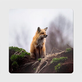 Магнит виниловый Квадрат Лиса: в Ухте, полимерный материал с магнитным слоем | размер 9*9 см, закругленные углы | fox | foxy | животное | звери | лиса | лисенок | лисичка | милая | рыжая | фокс