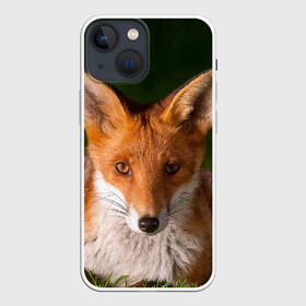 Чехол для iPhone 13 mini с принтом Лисица в Ухте,  |  | fox | foxy | животное | звери | лиса | лисенок | лисичка | милая | рыжая | фокс