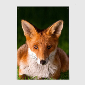 Постер с принтом Лисица в Ухте, 100% бумага
 | бумага, плотность 150 мг. Матовая, но за счет высокого коэффициента гладкости имеет небольшой блеск и дает на свету блики, но в отличии от глянцевой бумаги не покрыта лаком | fox | foxy | животное | звери | лиса | лисенок | лисичка | милая | рыжая | фокс