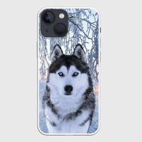 Чехол для iPhone 13 mini с принтом Хаски В Зимнем Лесу в Ухте,  |  | dog | forest | husky | winter | зима | лес | новый год | снег | собака | хаски