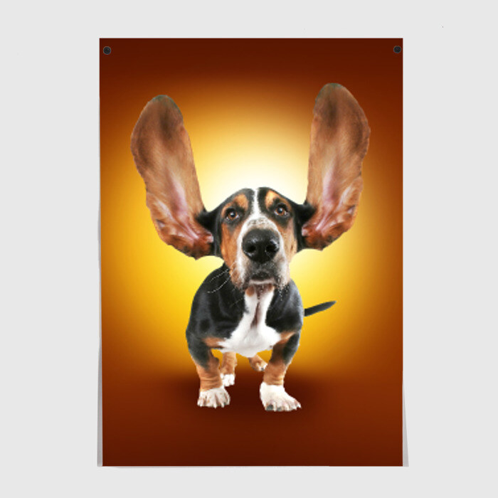 Постер Бассетхаунд фото