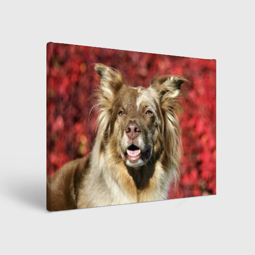 Холст прямоугольный Австралийская овчарка фото