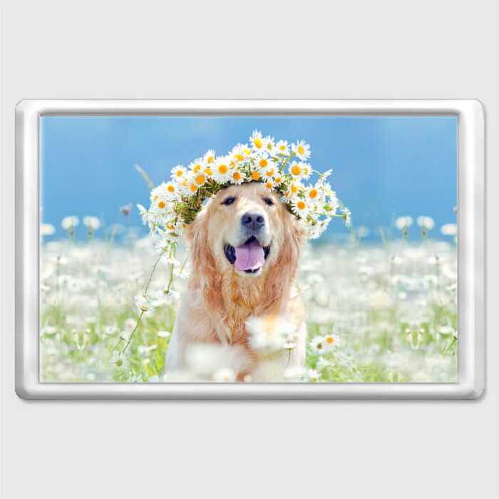 Магнит 45*70 Золотистый ретривер фото