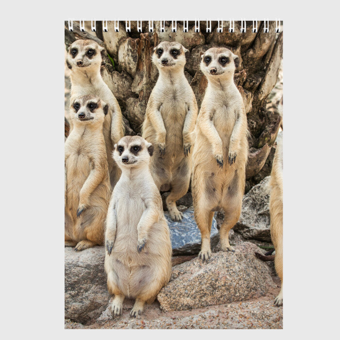 Скетчбук Сурикаты фото