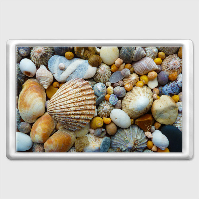 Магнит 45*70 Морские ракушки и камни фото
