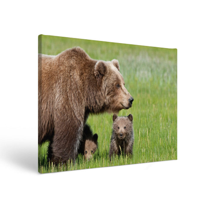 Холст прямоугольный Медведи фото