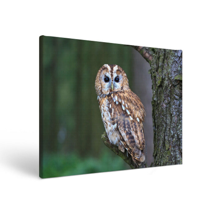 Холст прямоугольный Сова фото