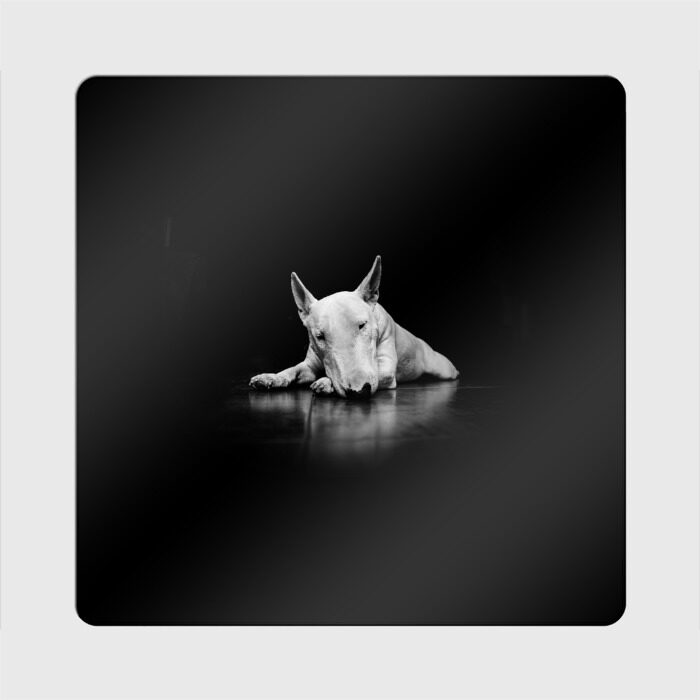 Магнит виниловый Квадрат Puppy фото