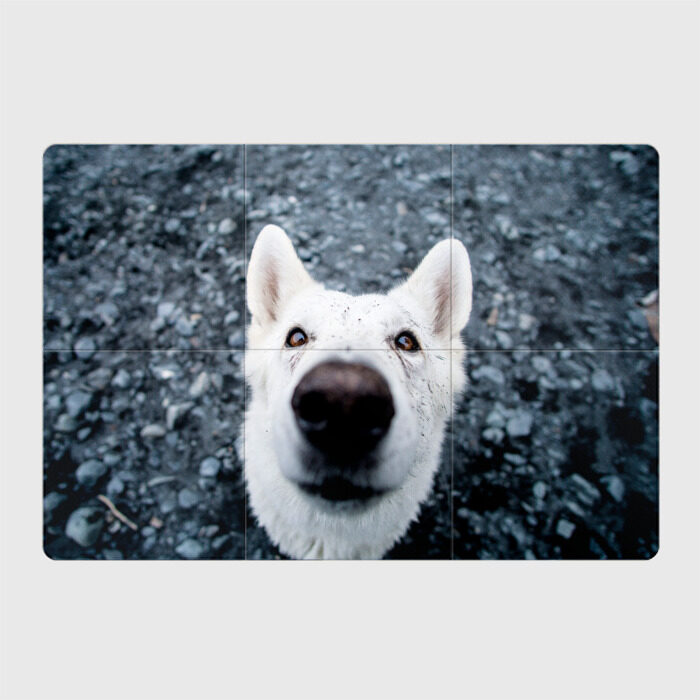 Магнитный плакат 3Х2 собака нос крупно фото